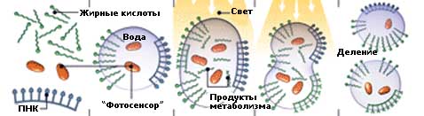 Схема протоклетки Расмуссена и пять стадий её создания и развития (иллюстрация с сайта popsci.com).