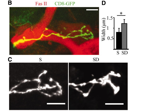 B: гамма-нейроны грибовидных тел, окрашенные зеленым флуоресцентным белком. C: окончания аксонов после сна (S) заметно тоньше, чем после бессонной ночи (SD). D: средняя толщина (в мкм) аксонных окончаний у гамма-нейронов после сна (S) и после бессонной ночи (SD). Изображение из обсуждаемой статьи в Science